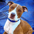 Galactic Blue Cactus Collar