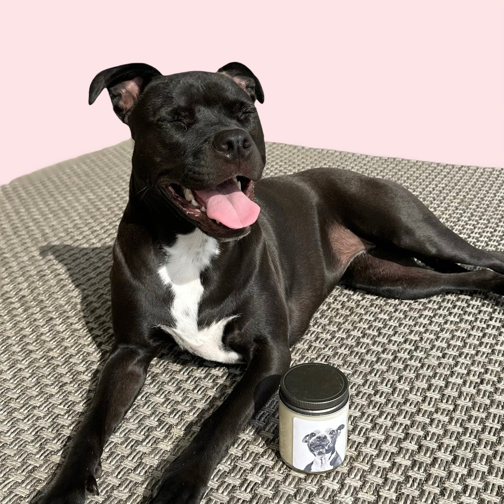 Sheba Candle ~ Hope Animal Rescue