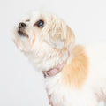 Love Pink Cork Leather Collar