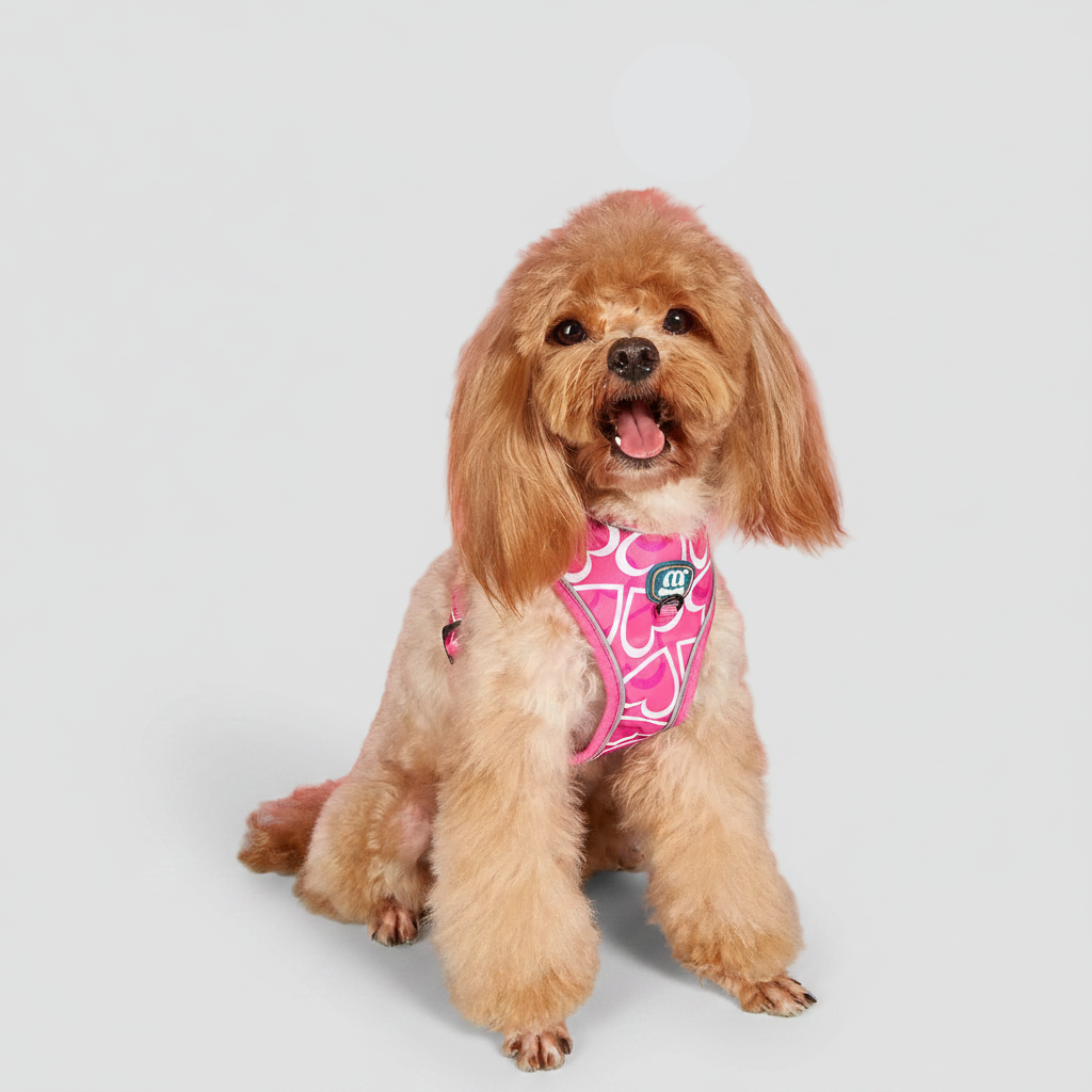 3-Piece Dog Harness & Leash Set