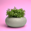 Perfect Succulent Planter